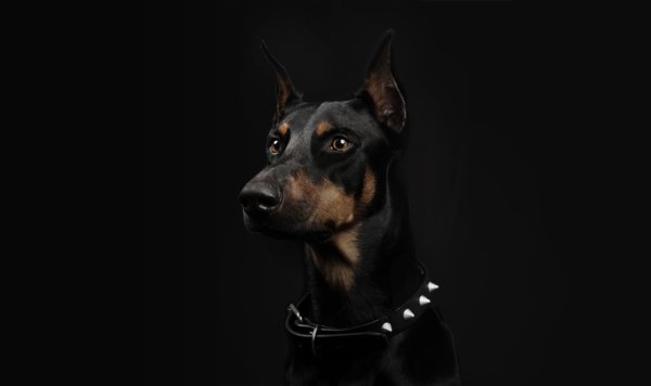 4 Добермана