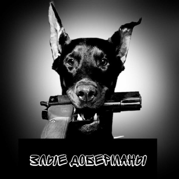 Доберман злой