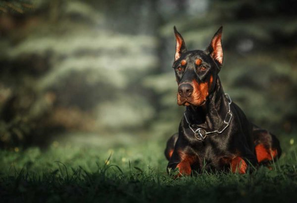 Доберман крупный план