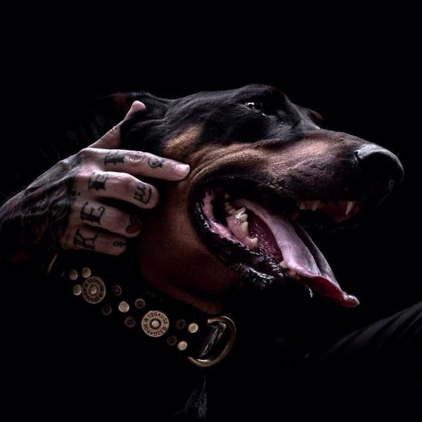 Доберман оскал