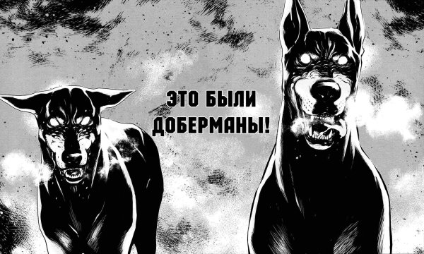 Доберман злой обои