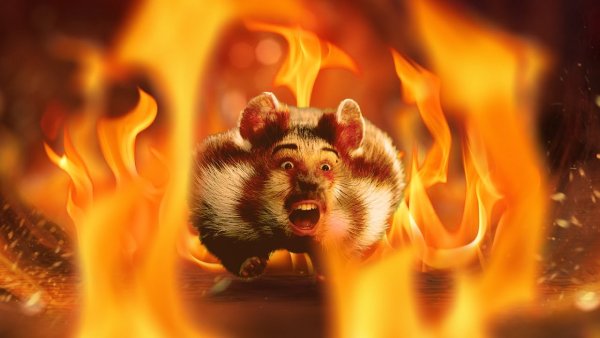 Огненный хомяк