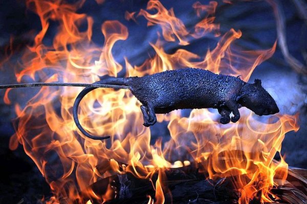 Огненная крыса