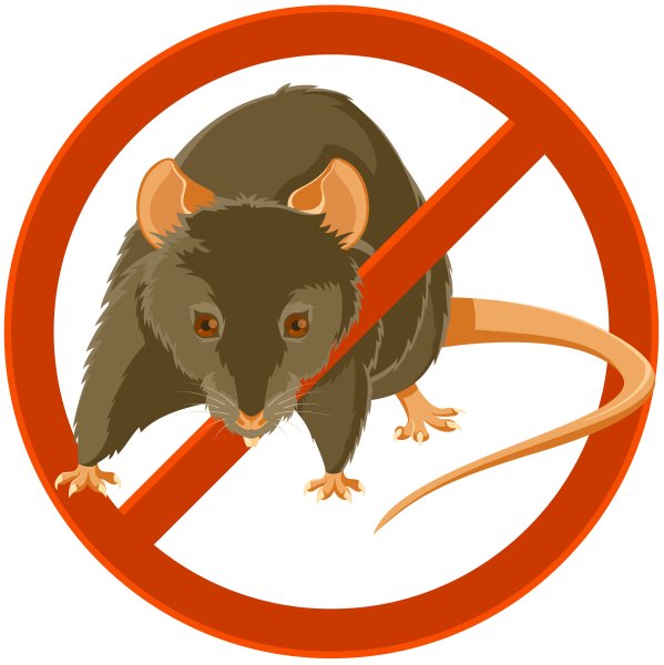 Крыса с табличкой