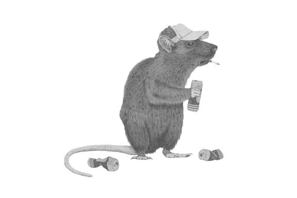 Крыса умывается