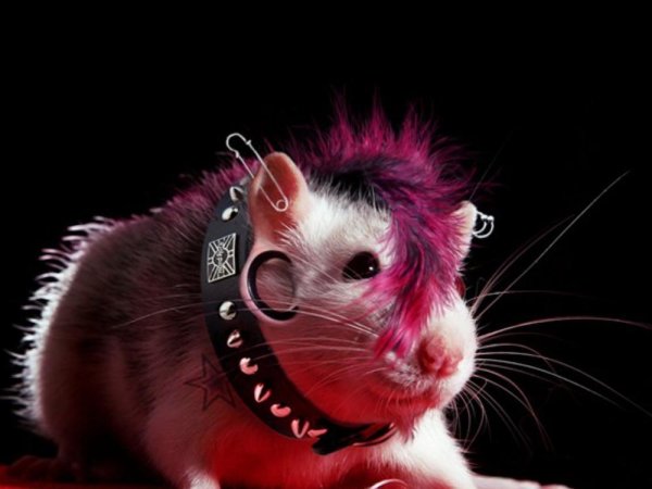 Крыса с ирокезом