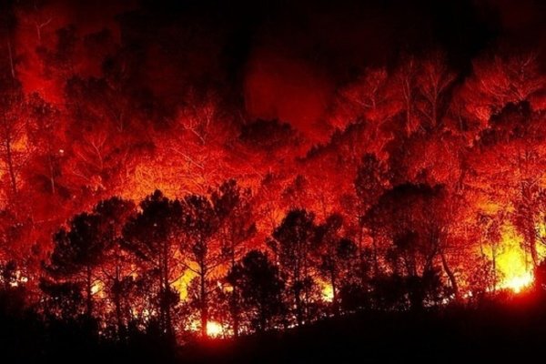 Пожар в лесу