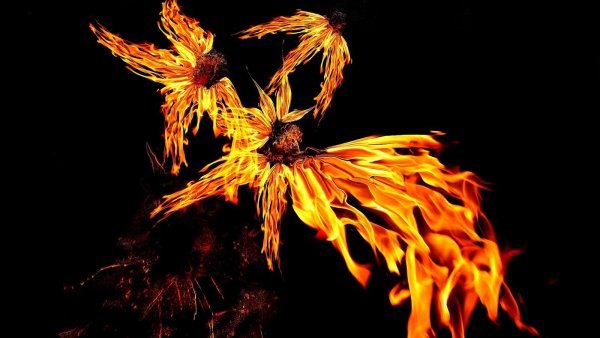 Гилтарес Огненный цветок