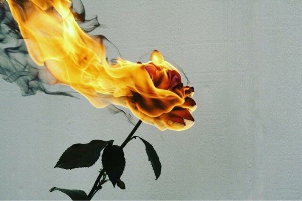 Горящие цветы