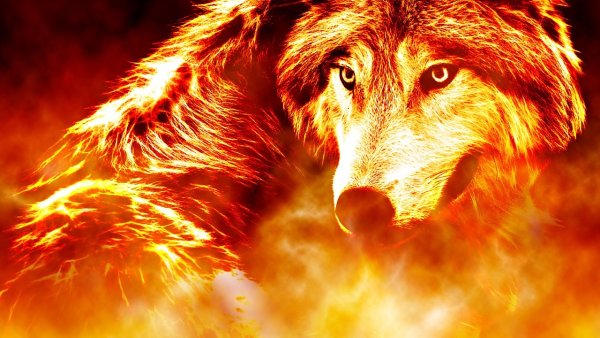 Фото огненного волка