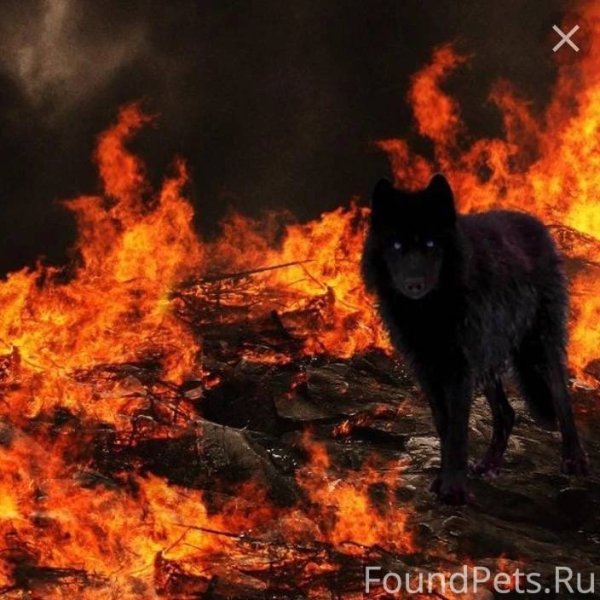 Горящий волк