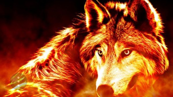 Волк с огненными глазами