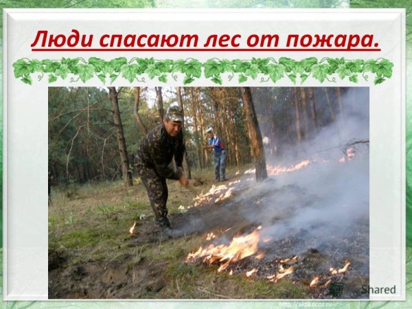 Спасение леса от пожара