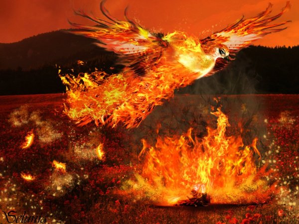 Феникс Восставший из пепла