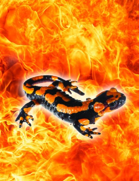 Саламандра Элементаль огня
