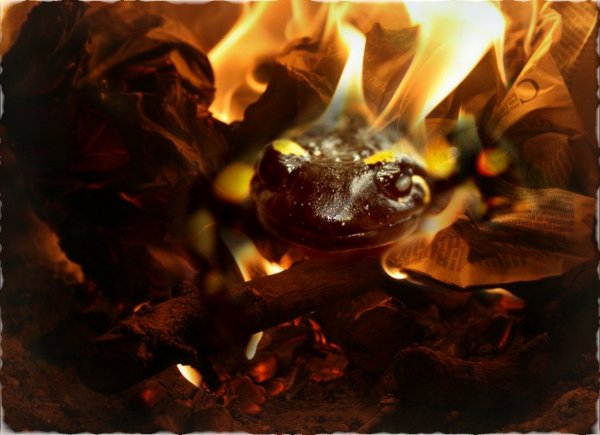 Огненный Элементаль саламандра