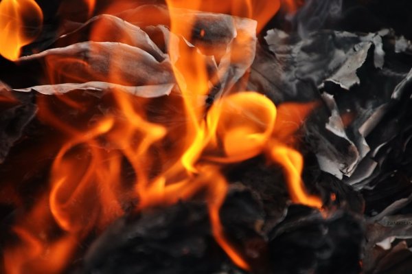 Саламандра из костра