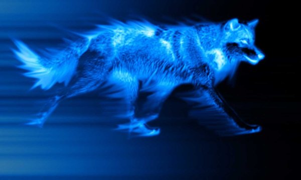 Синий волк фото