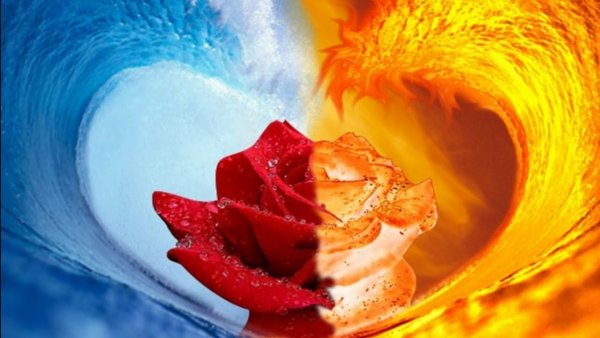 Огонь и вода цветок