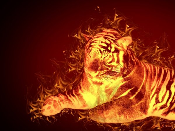 Фаер Тайгер