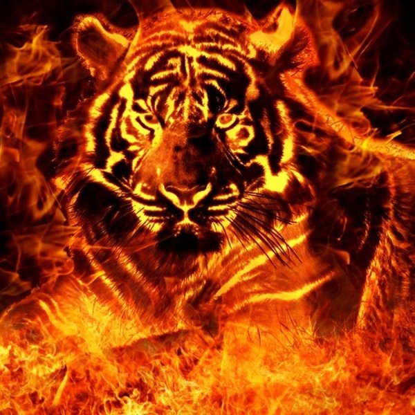 Тигр в огне