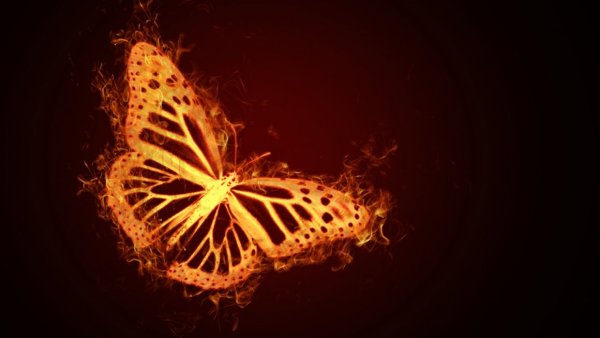 Бабочка в огне