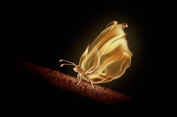 Бабочка в огне