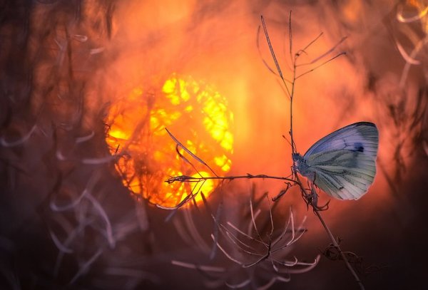 Мотыльки летят на свет