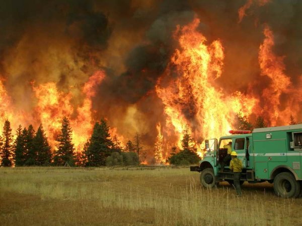 Горящий лес пожарная машина