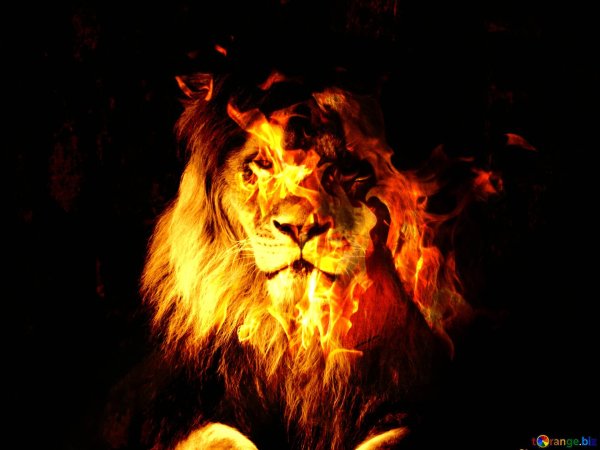 Лев в огне