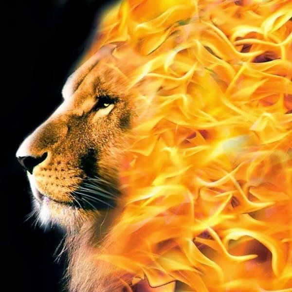 Огненный Лев