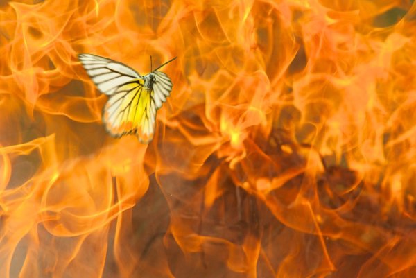 Огненная бабочка