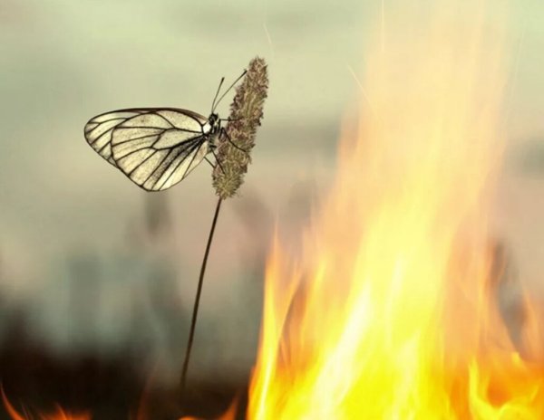 Бабочка в огне