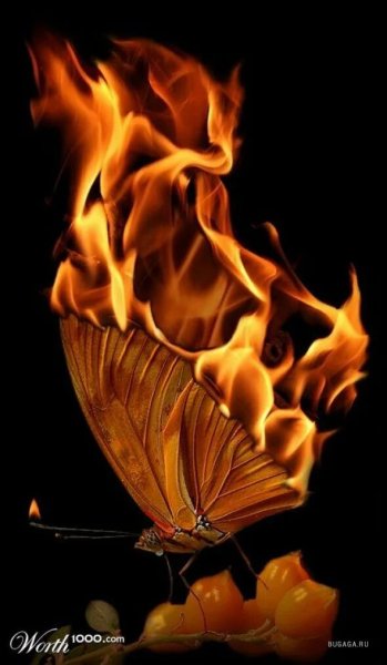 Бабочка в огне