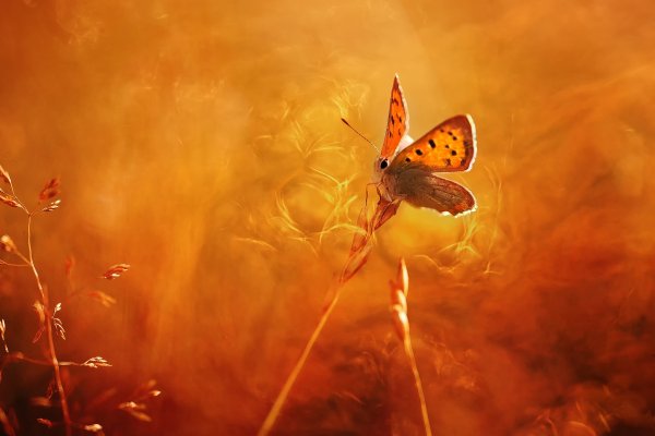 Бабочка в лучах солнца