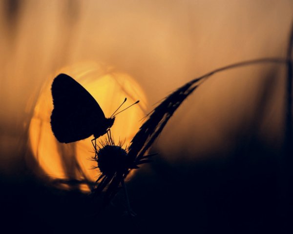 Бабочки на фоне солнца