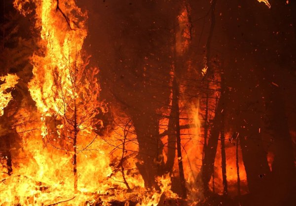 Горящий лес