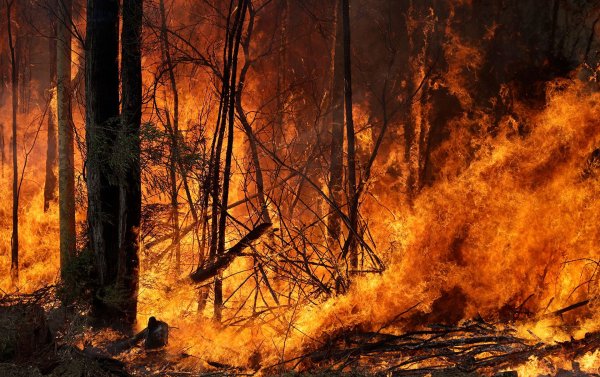 Лесные пожары в Австралии