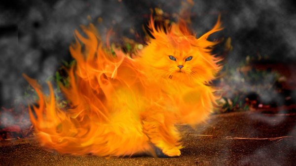 Огнедышащий кот