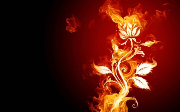 Разноцветные Огненные цветы