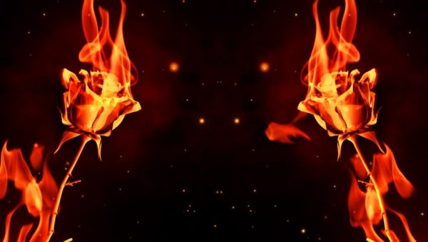 Роза горит