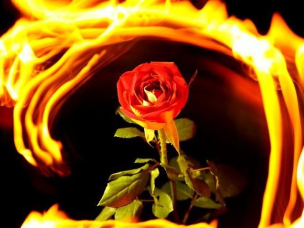 Огненная роза
