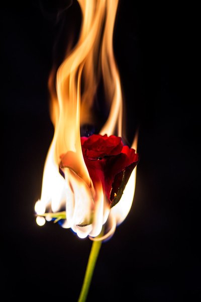 Роза горит