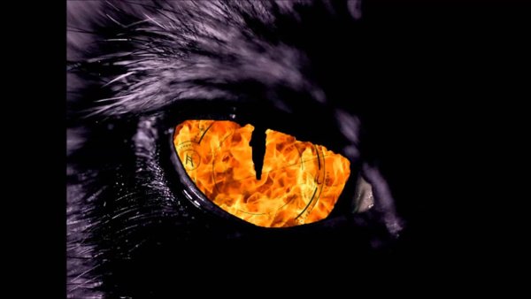 Кот с огненными глазами