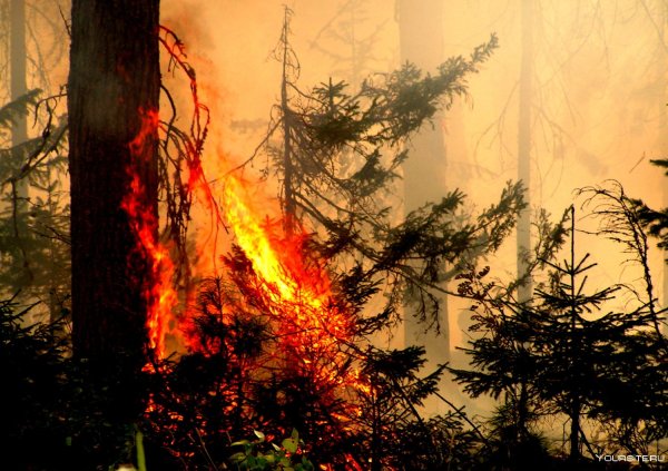Лес в огне