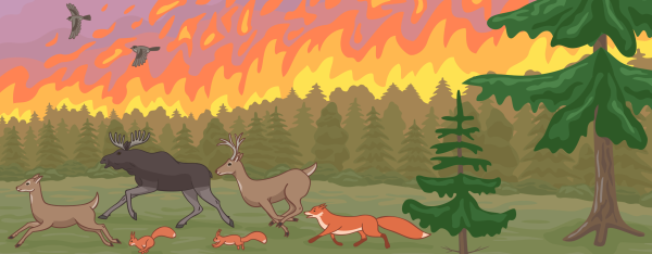 Животные бегут от пожара в лесу