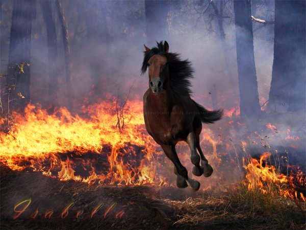 Животные бегут от огня