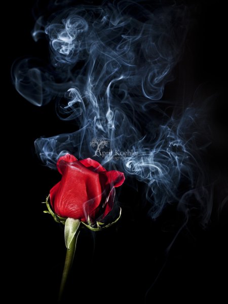 Роза в дыму