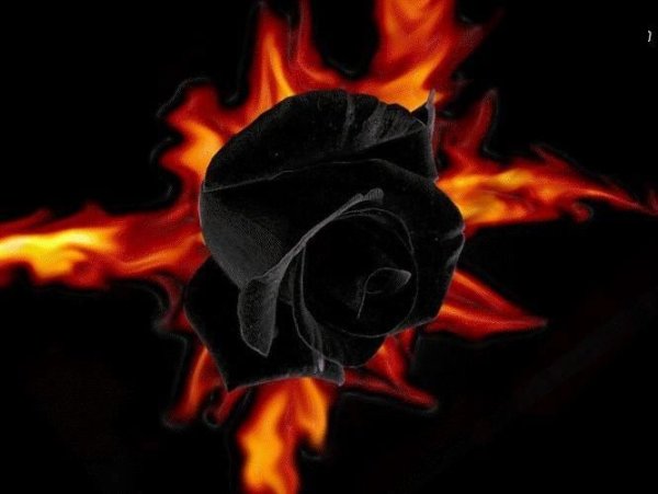 Огненные розы настоящие