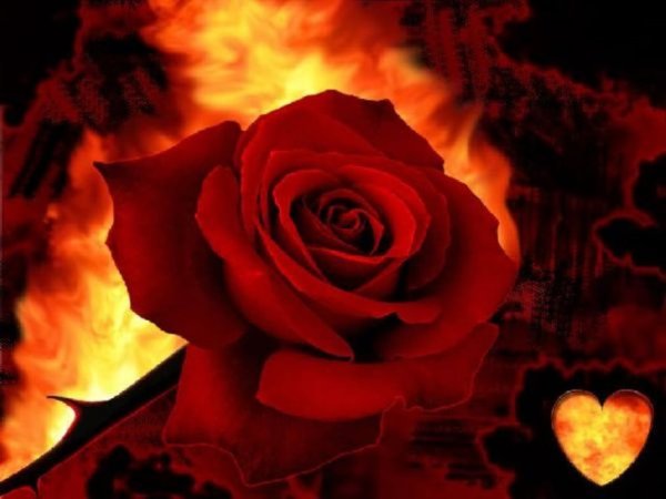 Роза в огне